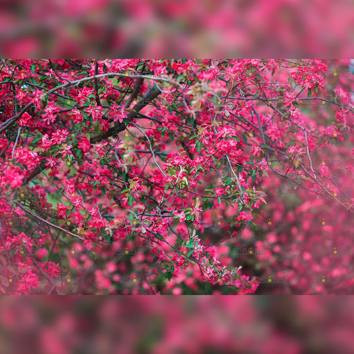 Spring Digital Flower Backdrop Overlay Pink Flowers Example.