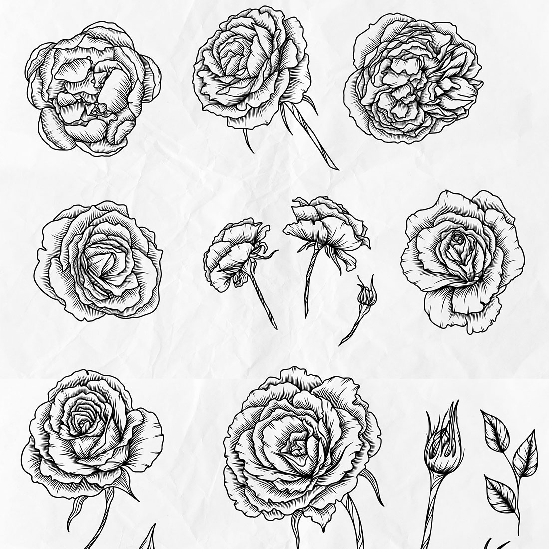 Roses Line Art Vector Flowesr.