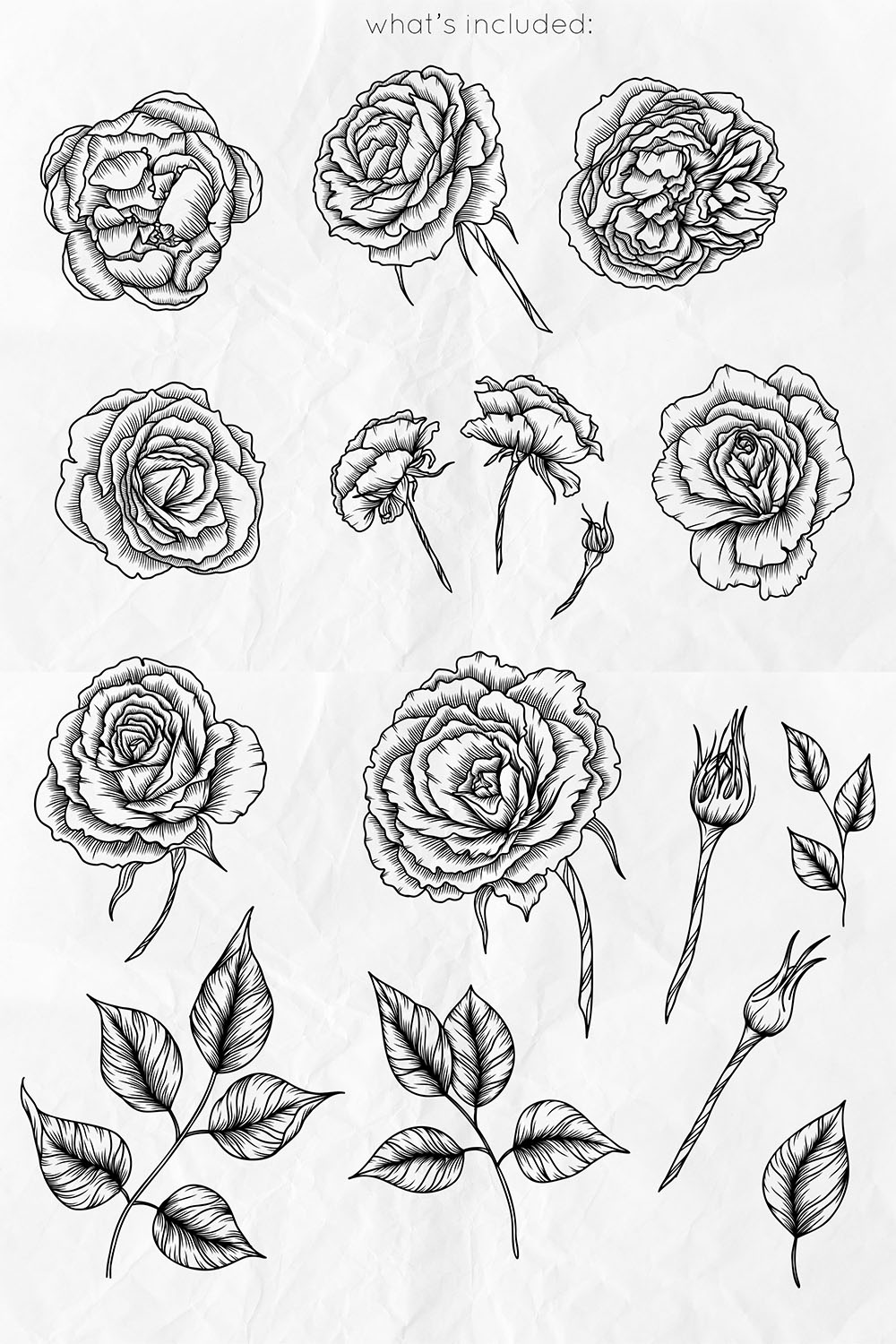pinterest Roses Line Art Vector Flowers