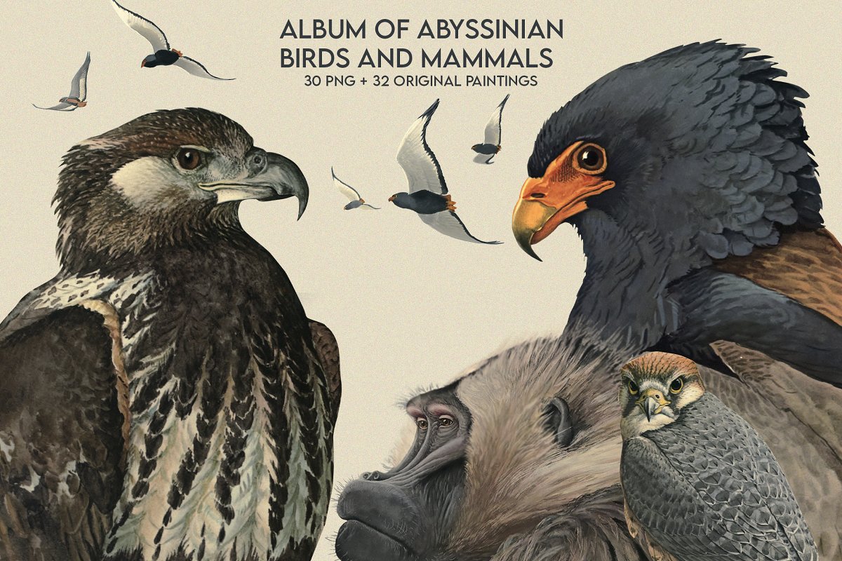 ALBUM OF ABYSSINIAN BIRDS AND MAMMALS 【使い勝手の良い】 - アート 