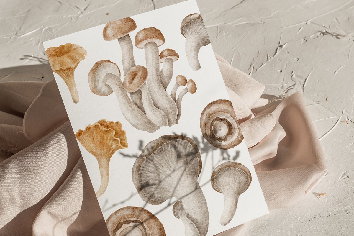 Mushrooms illustrations.