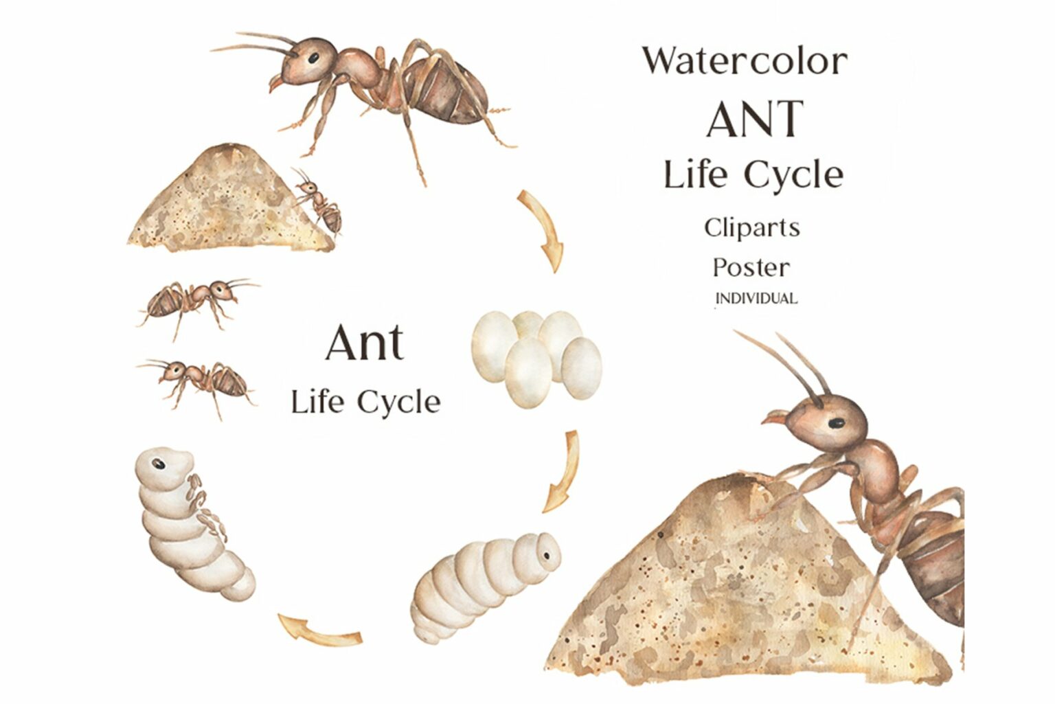 Watercolor Ant Life Cycle Clipart Masterbundles