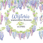 Wisteria Watercolor Flowers Illustration Cover Image.