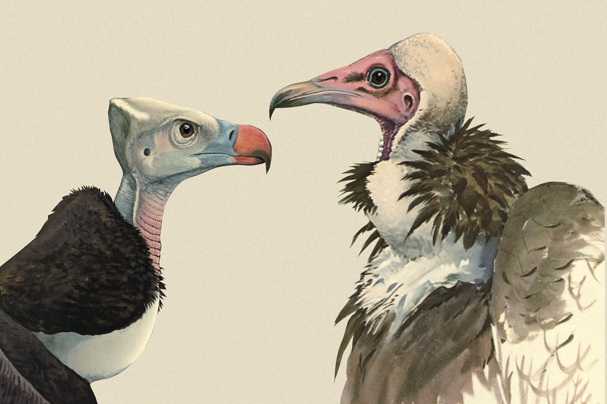 A collection of digitally enhanced vintage birds.
