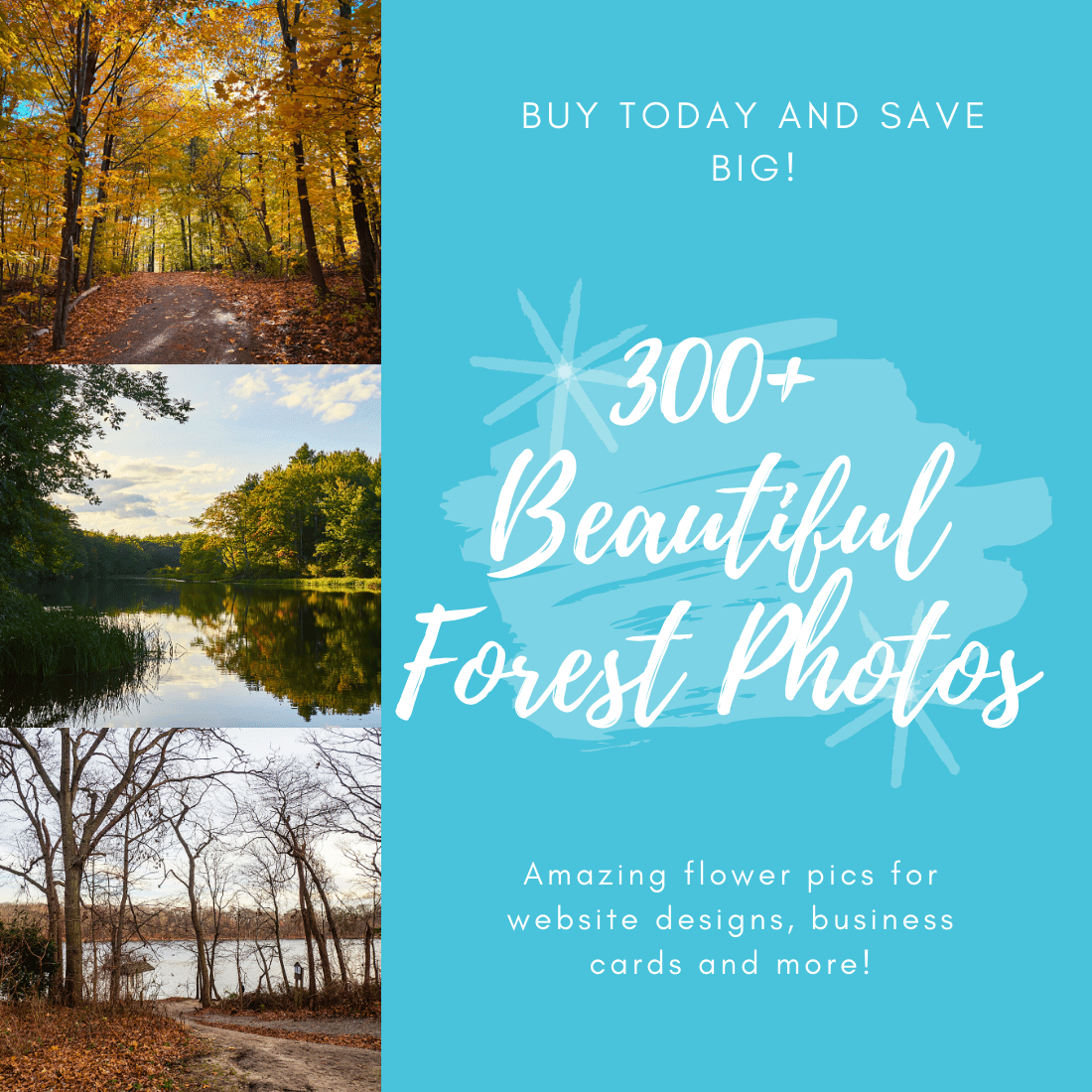 300 Plus Beautiful Forest Photos Cover Image.