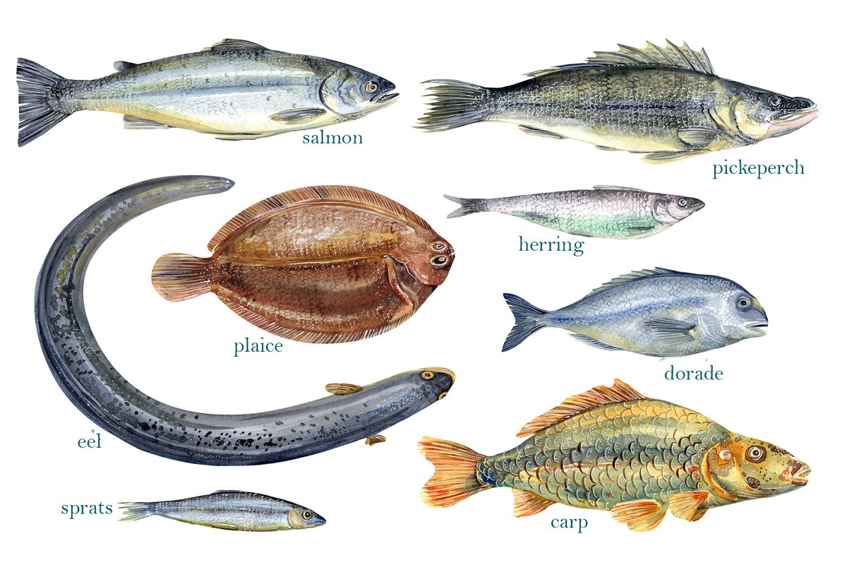 Diverse of fish elements.