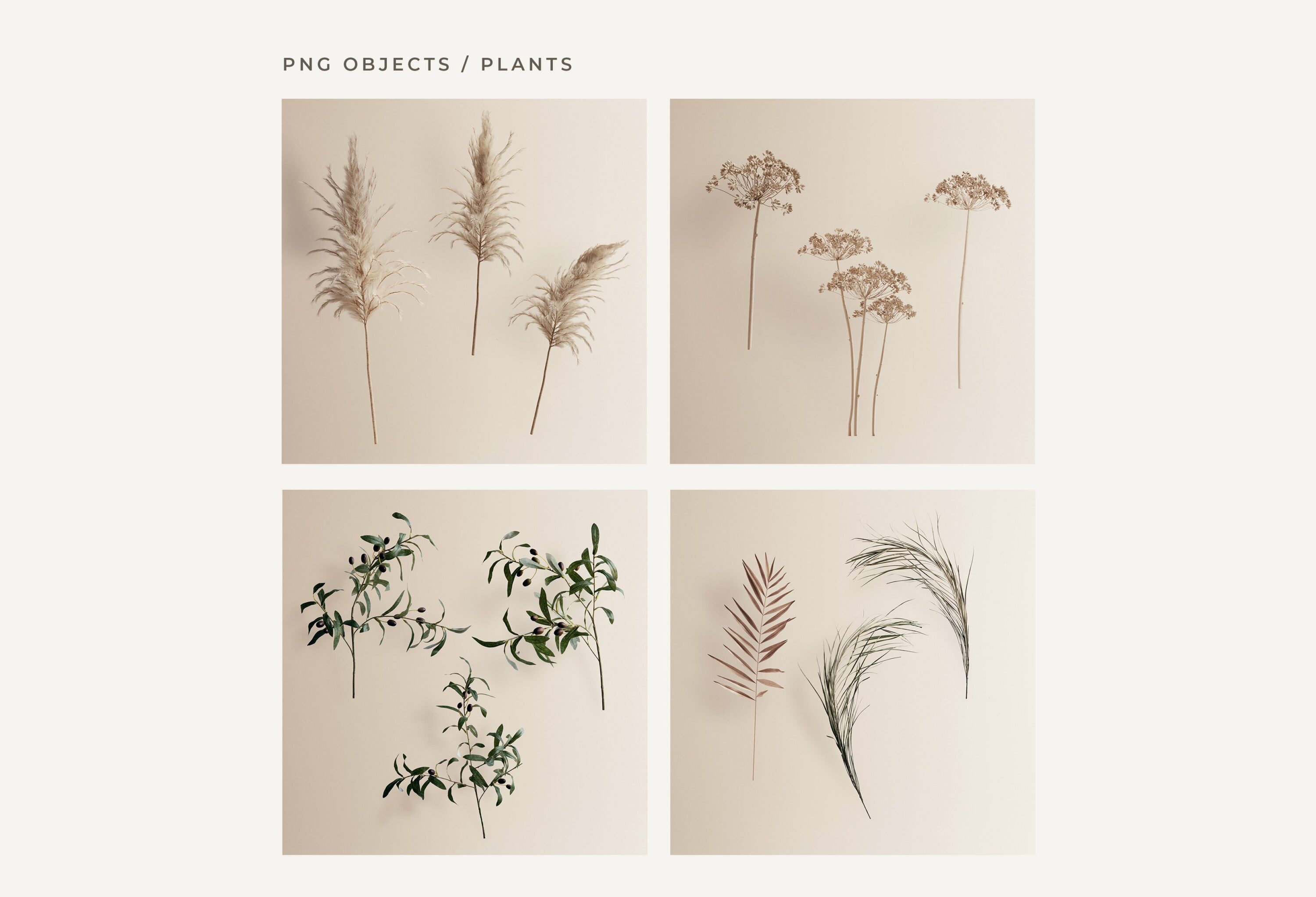 PNG objects - plants.
