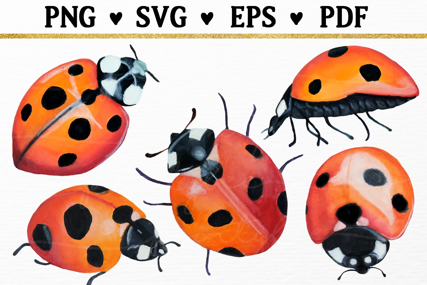 Cover image of Ladybug Watercolor Clipart.