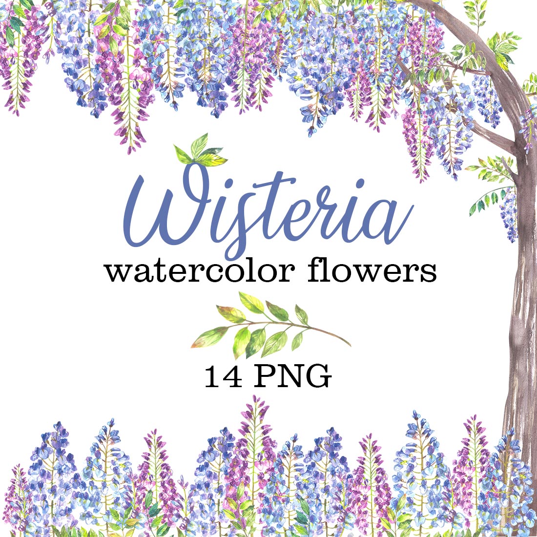 Wisteria Watercolor Flowers Illustration Preview Image.