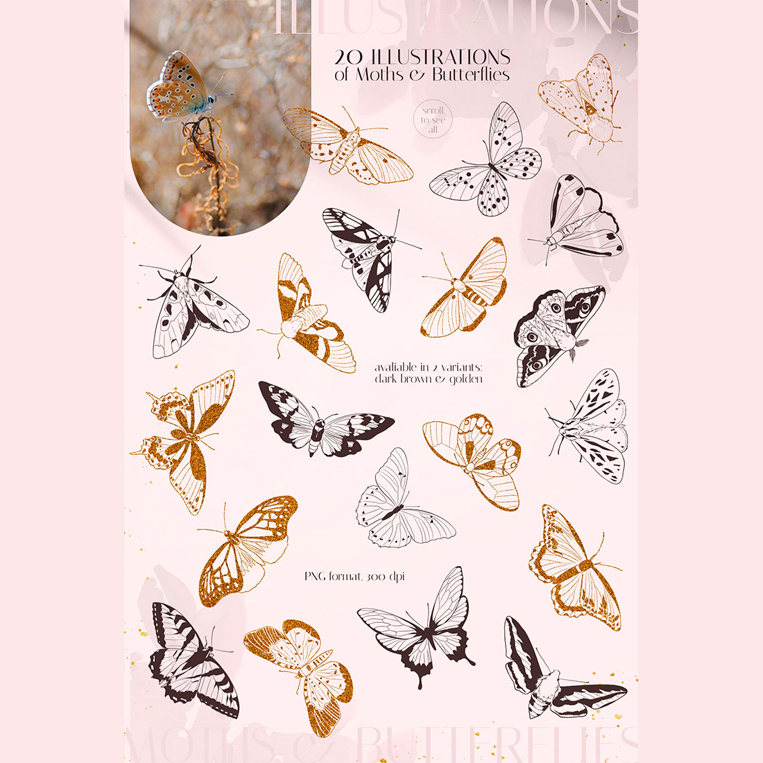 Moths & Butterflies Illustration Set previews.