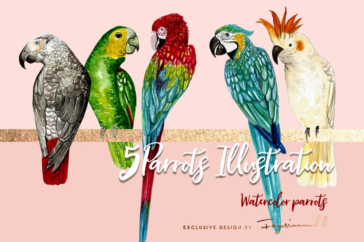 Cover image of 5 Set Parrots Illustration.