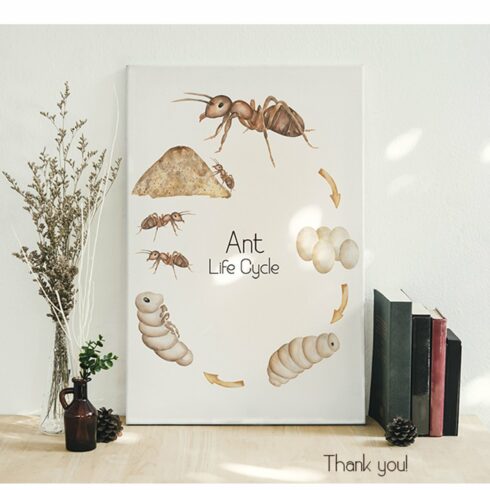 Watercolor Ant Life Cycle Clipart | MasterBundles