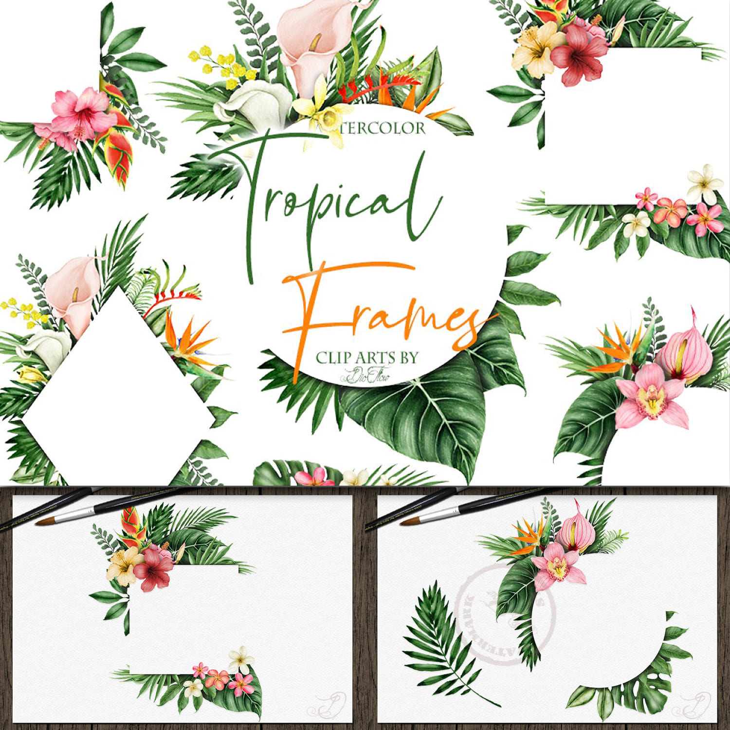 Tropical Frames Illustration cover.
