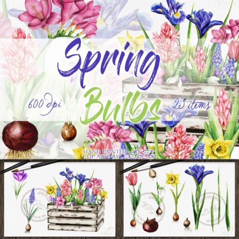 Spring Bulbs Illustration.