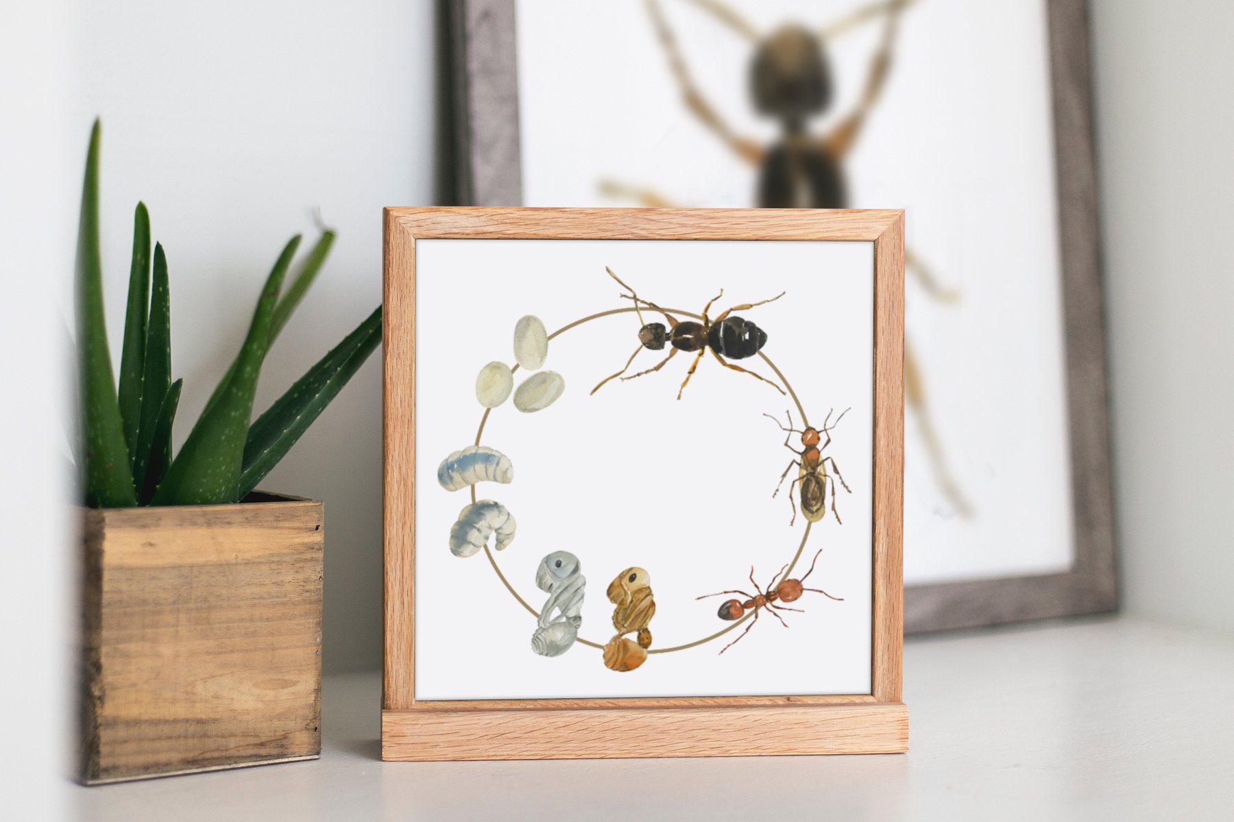Small ant life cycle poster with wooden frame.