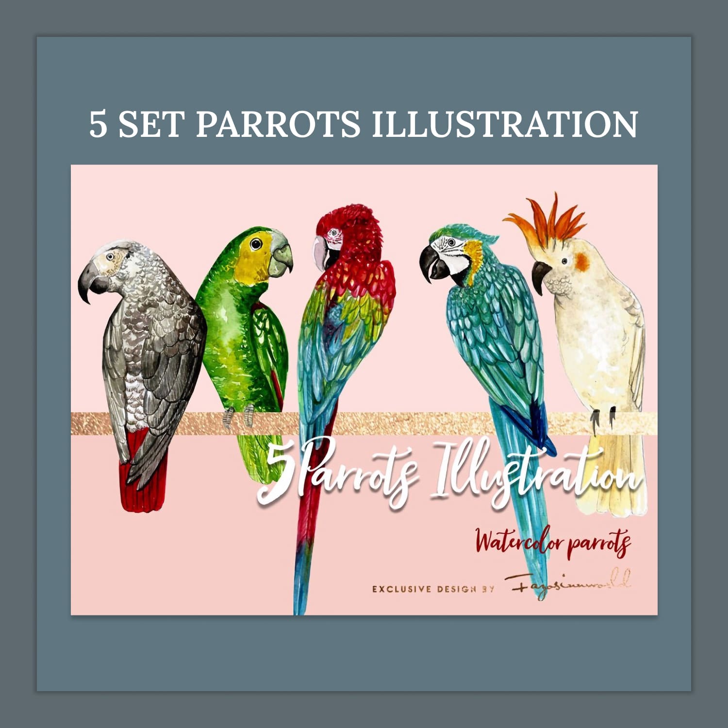 5 set parrots illustration - main image preview.