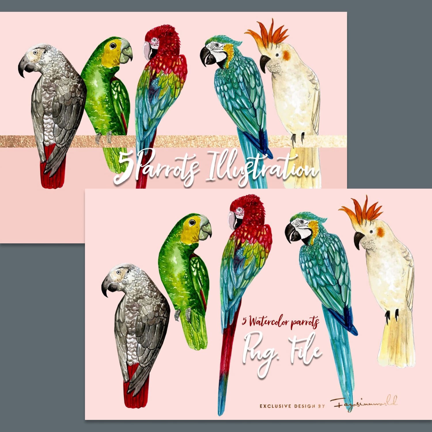 5 Set Parrots Illustration created by FAZOSINNWORLD.