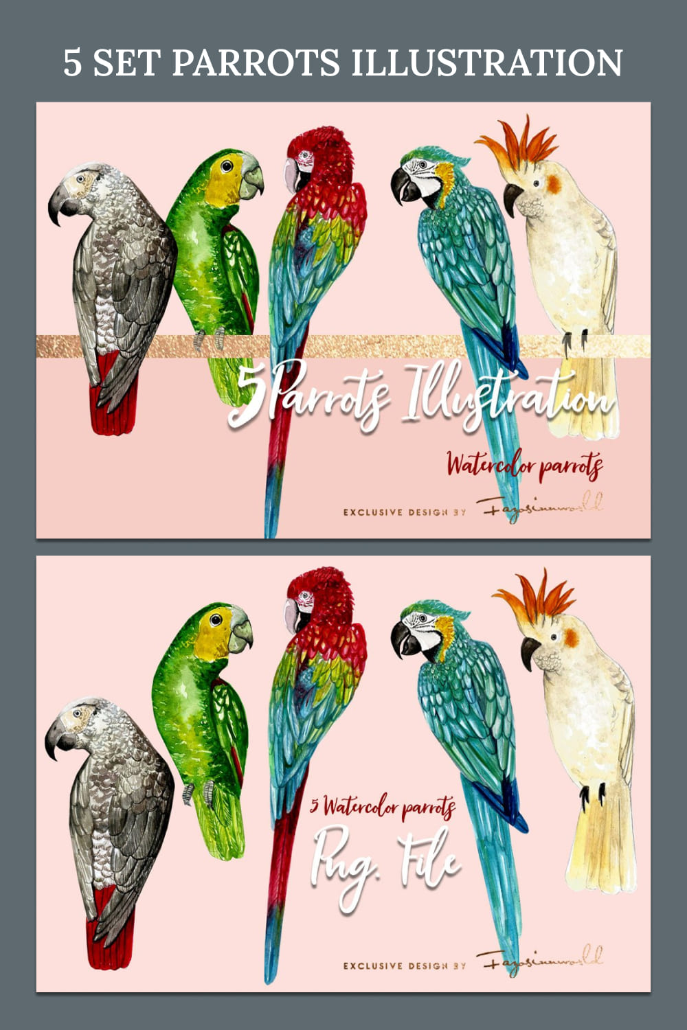 5 set parrots illustration - pinterest image preview.