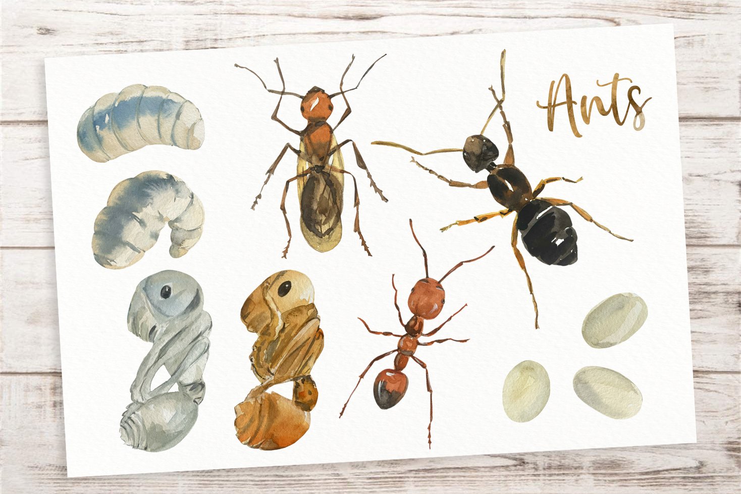 Watercolor ant life cycle illustration.