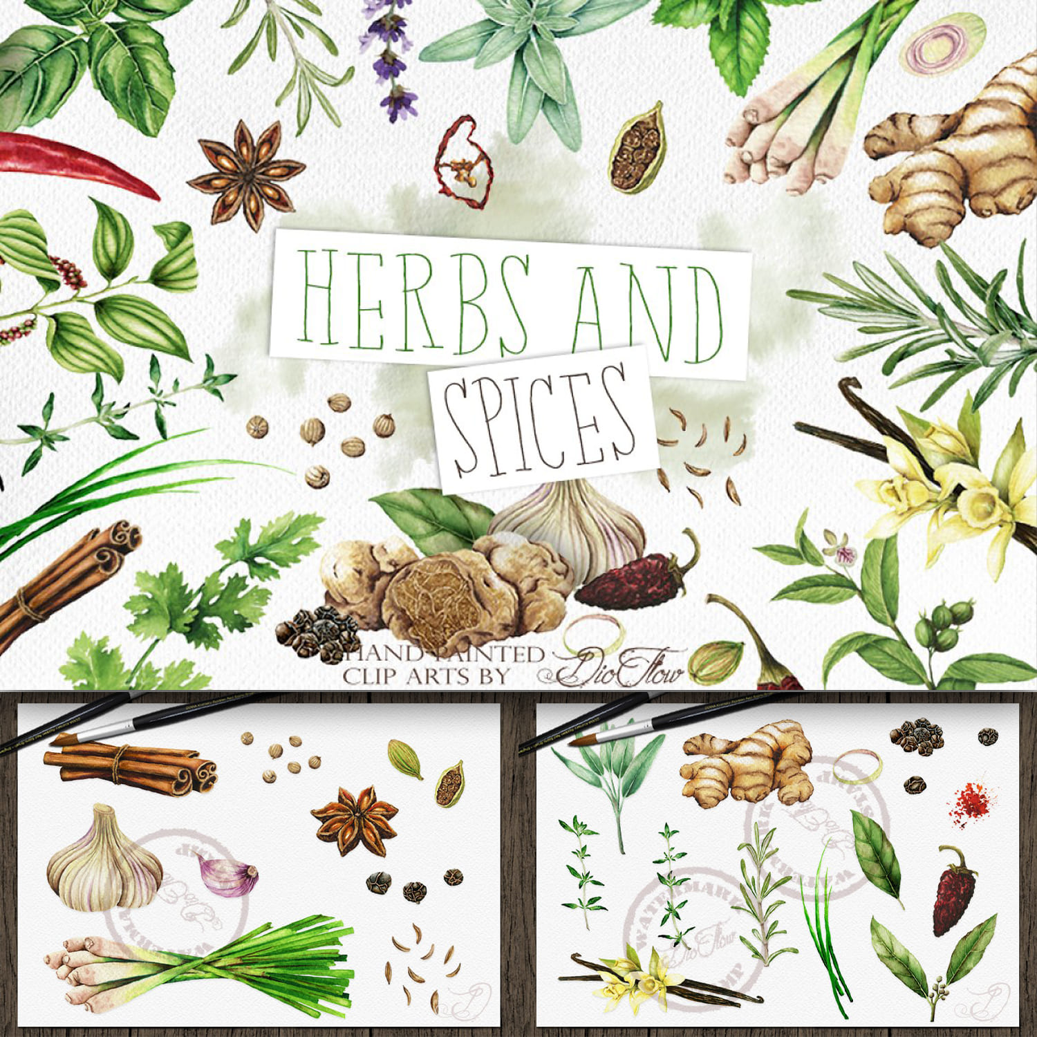 Herbs Spices Watercolor Illustration cover.