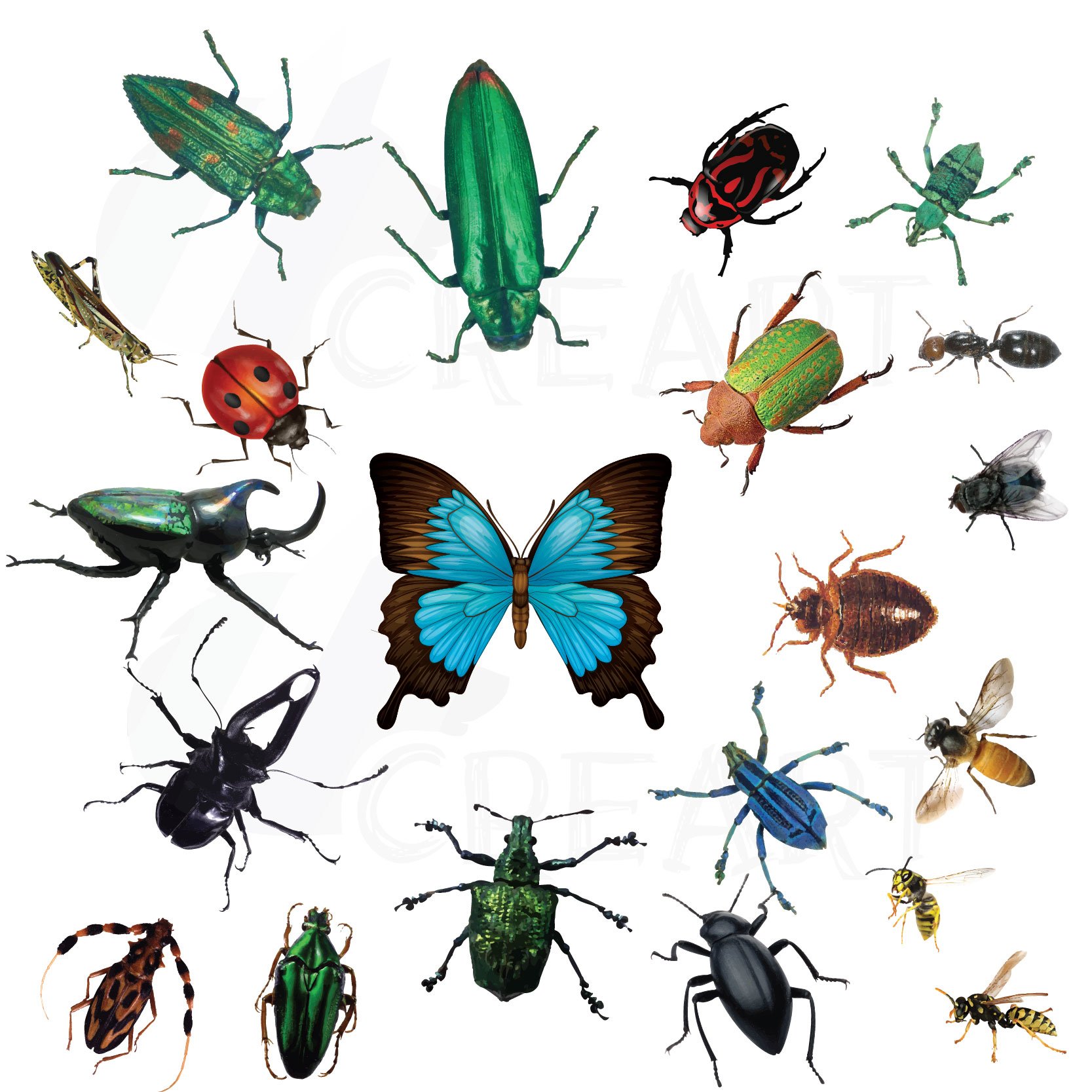 So realistic insects collection.