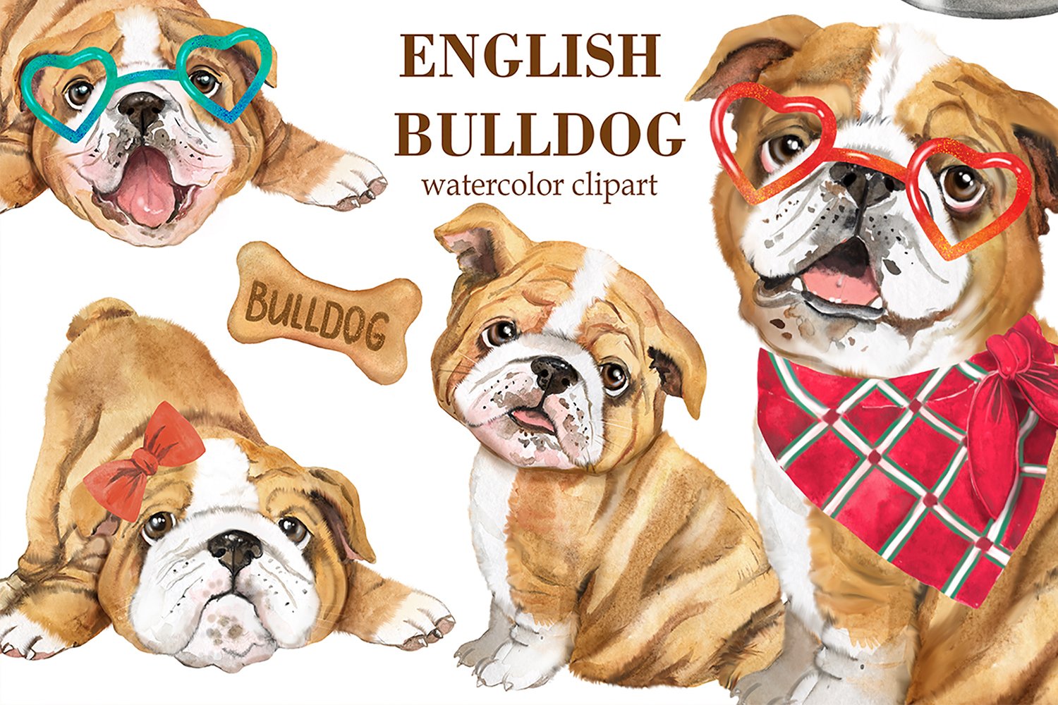 English bulldog watercolor clipart.