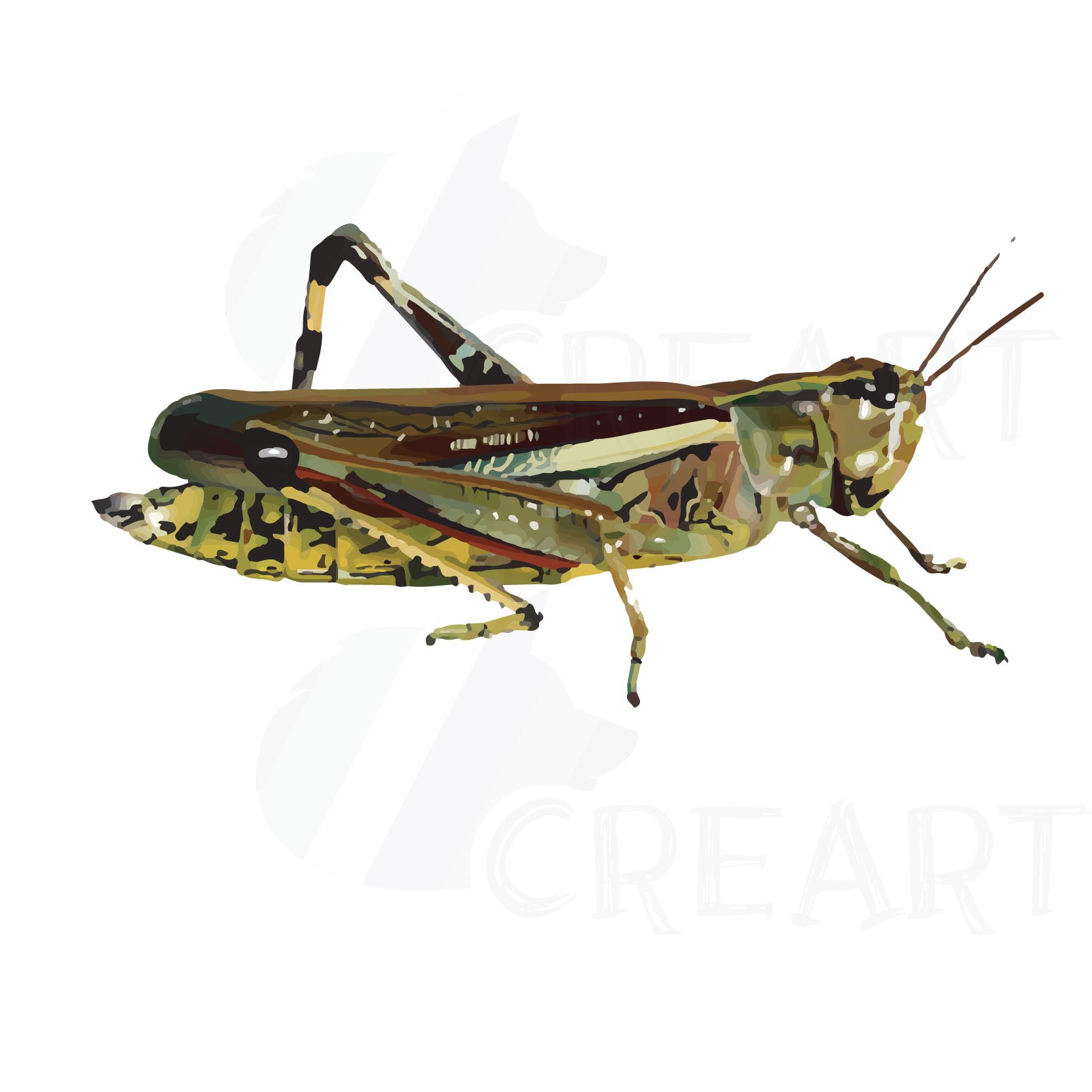 Small light green grasshopper.