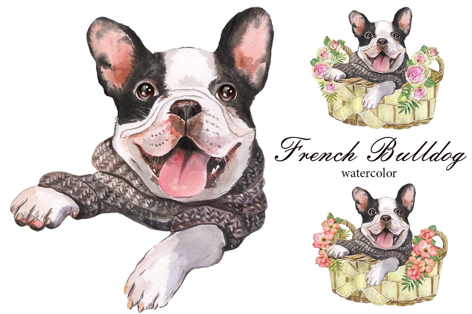 Watercolor drawing of a french bulldog.