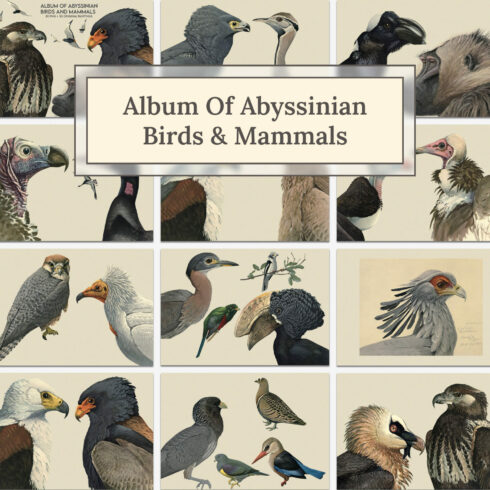 Album of abyssinian birds mammals - main image preview.