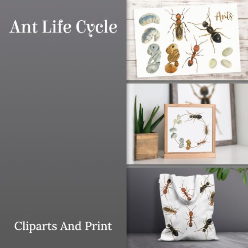Ant Life Cycle Clip Arts and Print.