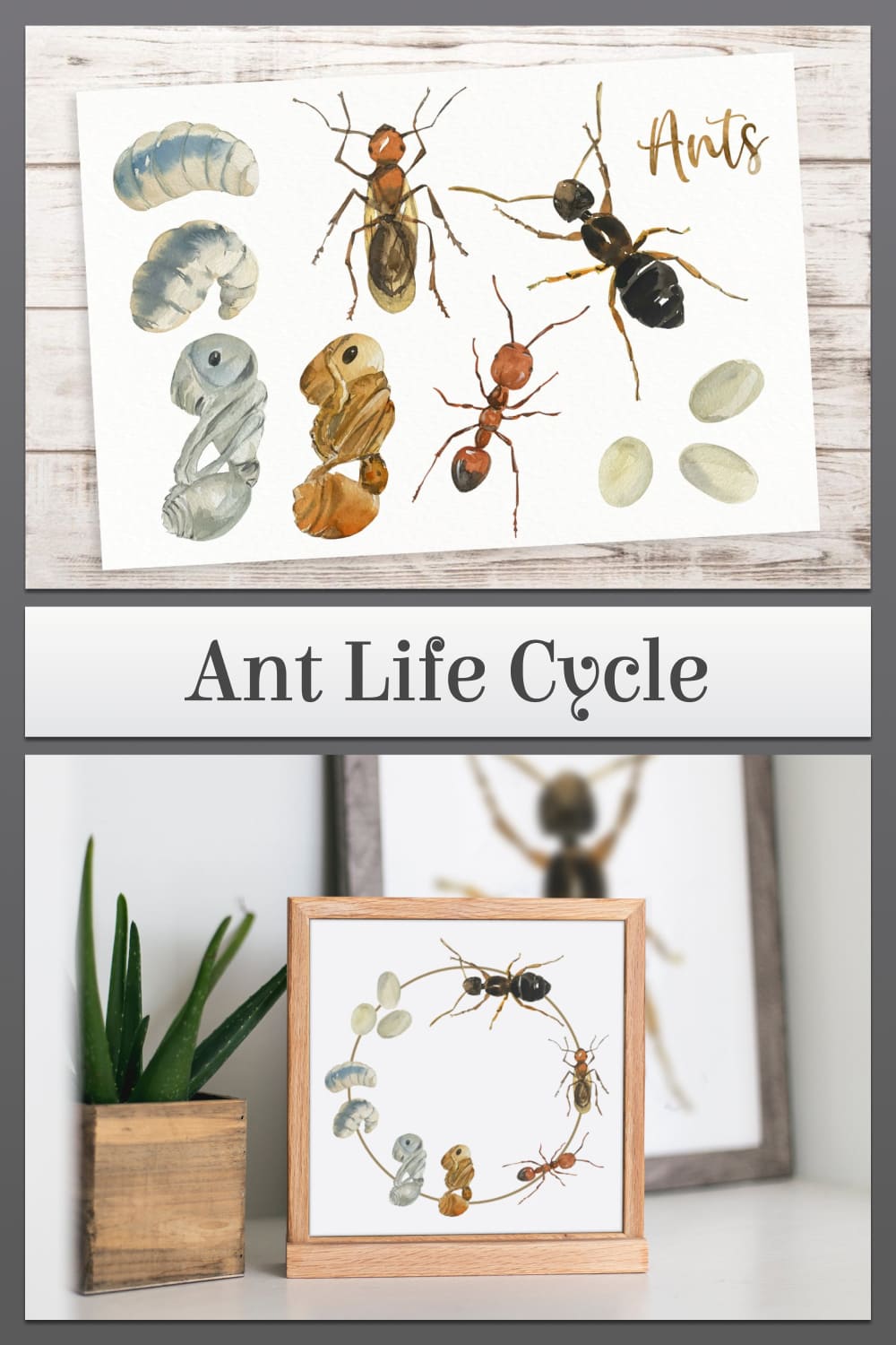 ant life cycle clip arts and print 04