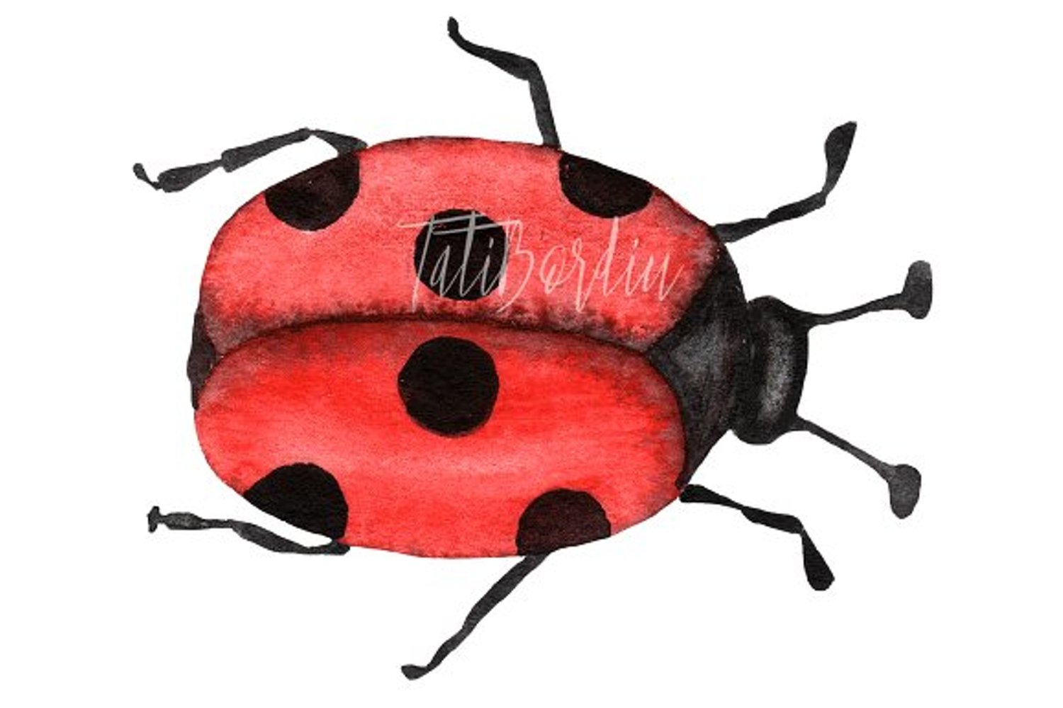 Colorful ladybug image.