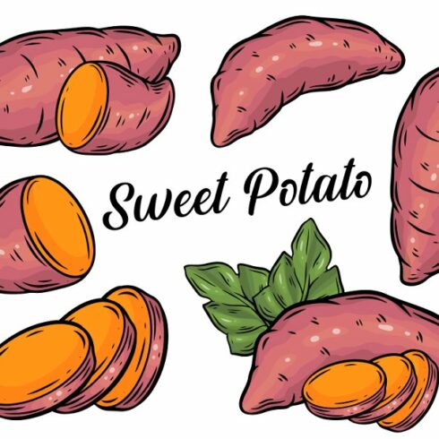 Sweet Potato Vector Set. EPS | Master Bundles
