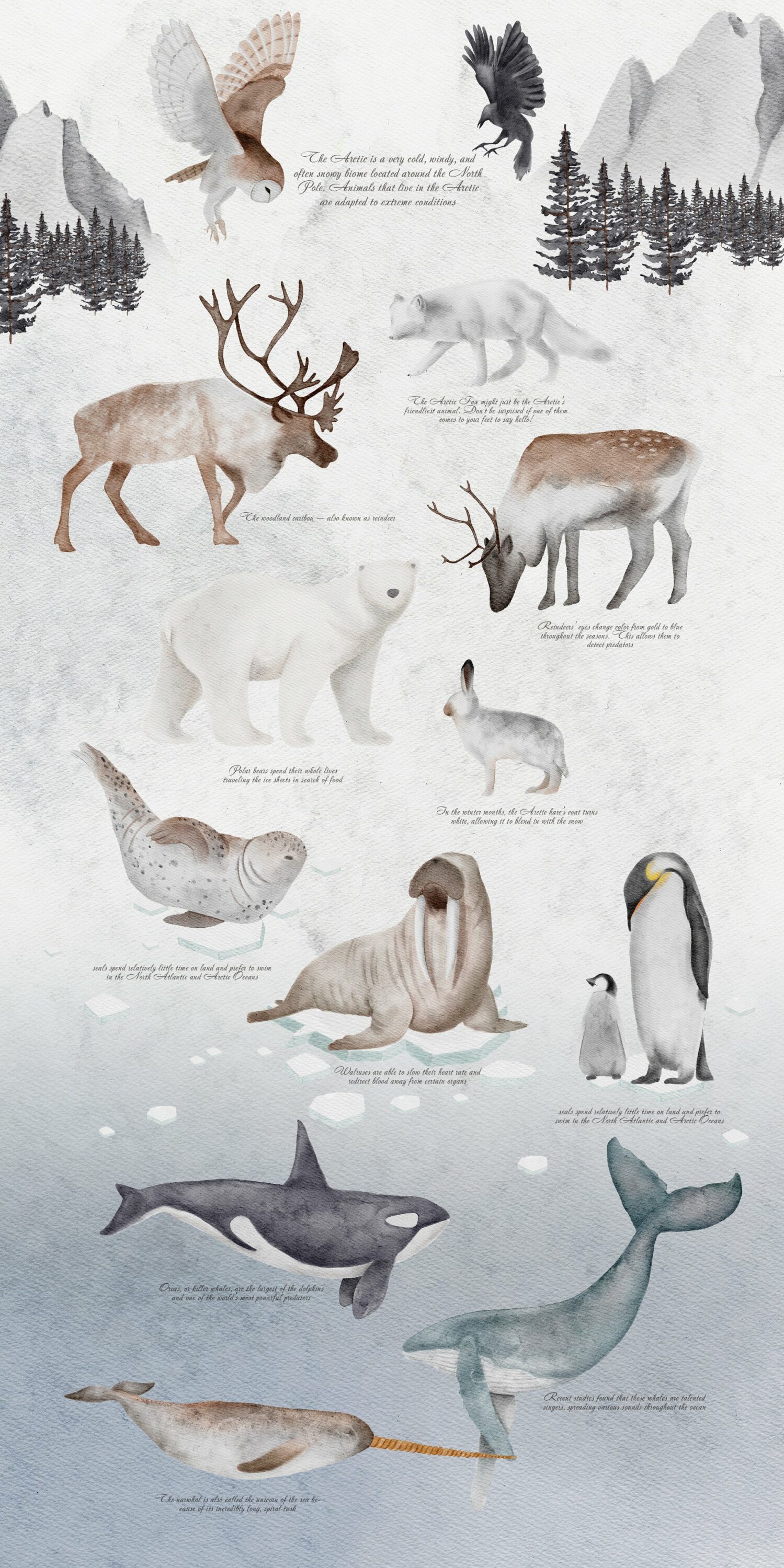 Cool collection of polar animals.
