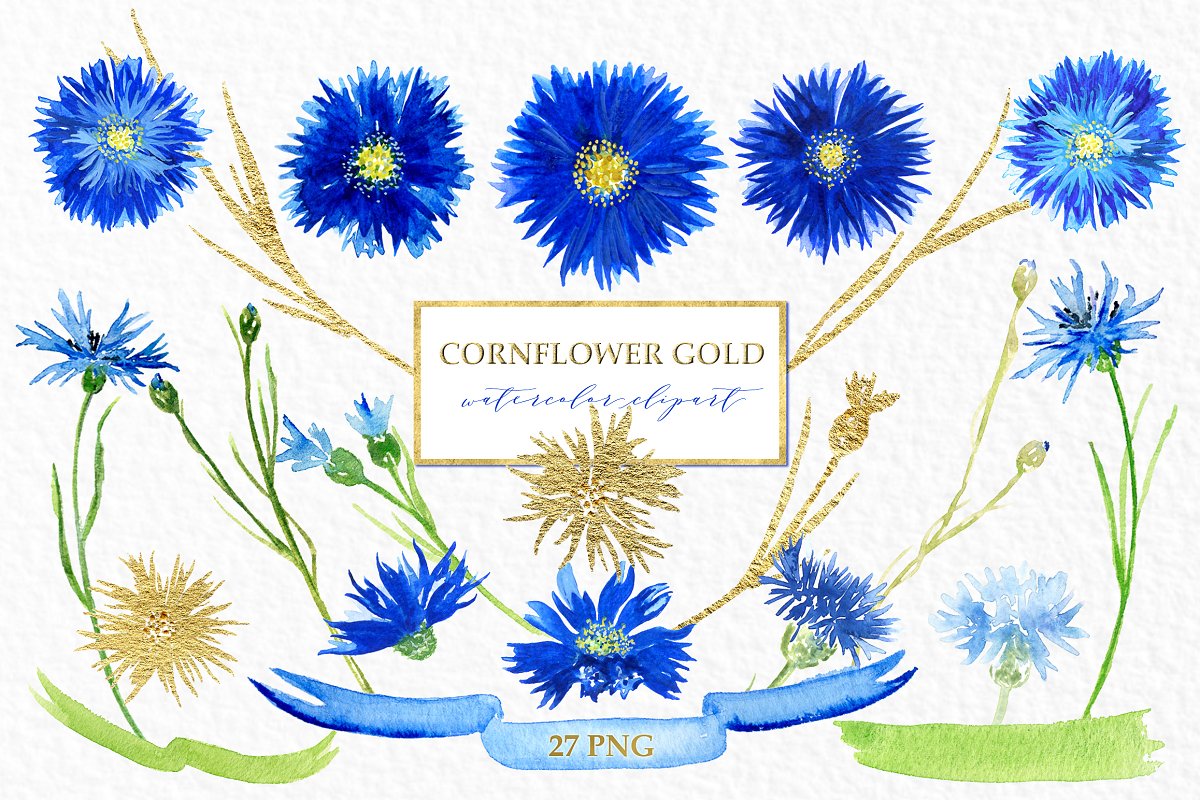 Cover image of Cornflower gold. Watercolor clipart.