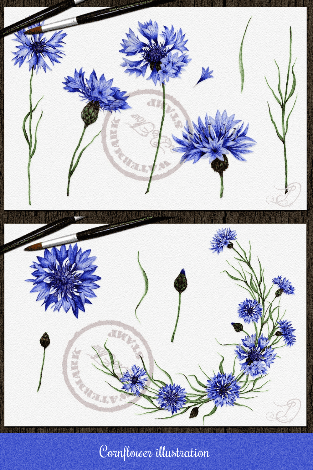 Cornflower illustration - pinterest image preview.