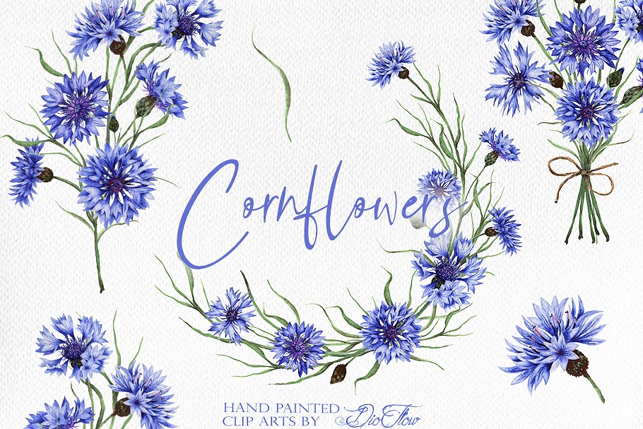 Cover image of Cornflower illustration.