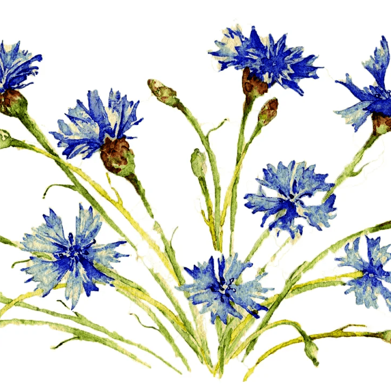 Cornflowers in watercolor created by Watercolor_Vector Graphic.