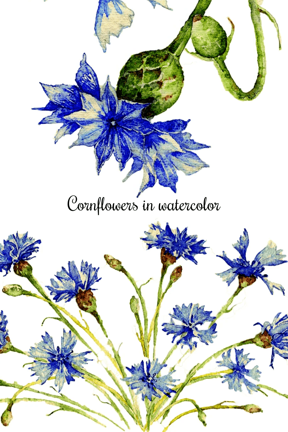 Cornflowers in watercolor - pinterest image preview.