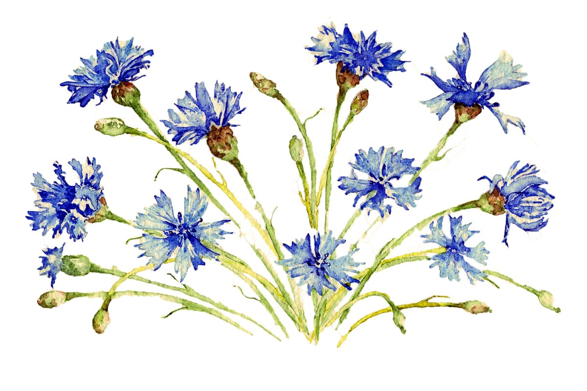 Hand drawn cornflowers for your composition.