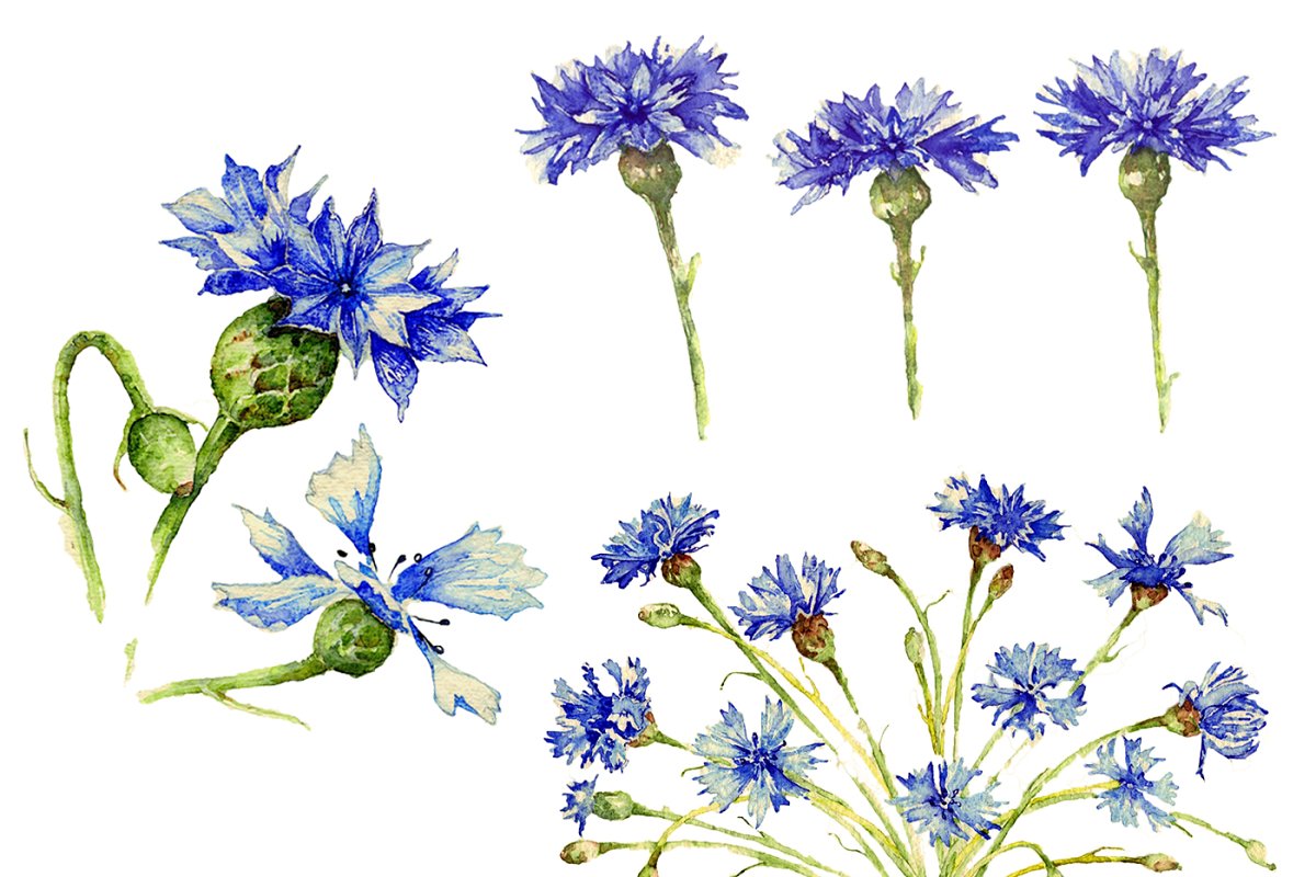 Cover image of Cornflowers in watercolor.