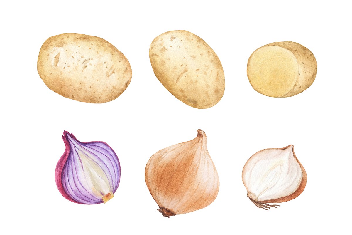 Watercolor potato and onion.