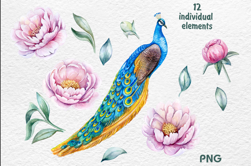Peacock Pink Peonies Watercolor Clipart example.