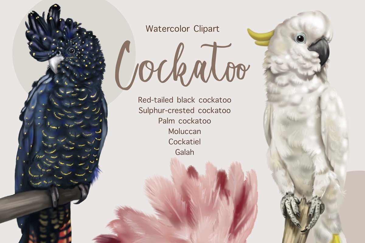 Cover image of Parrots, Watercolor cockatoo clipart.