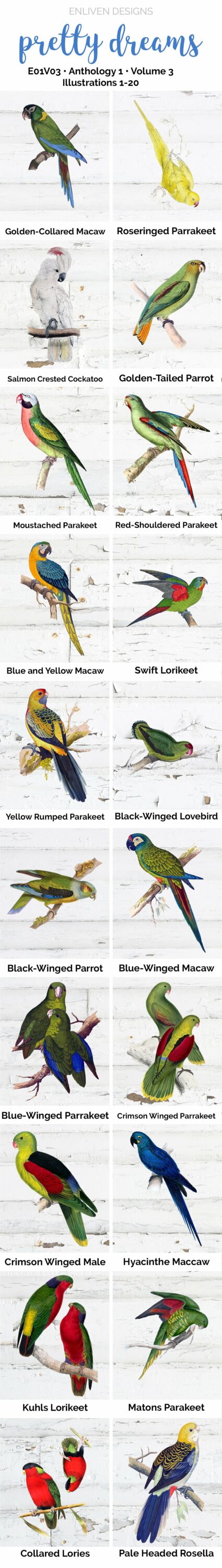 This set of illustrations includes a range of parrots.