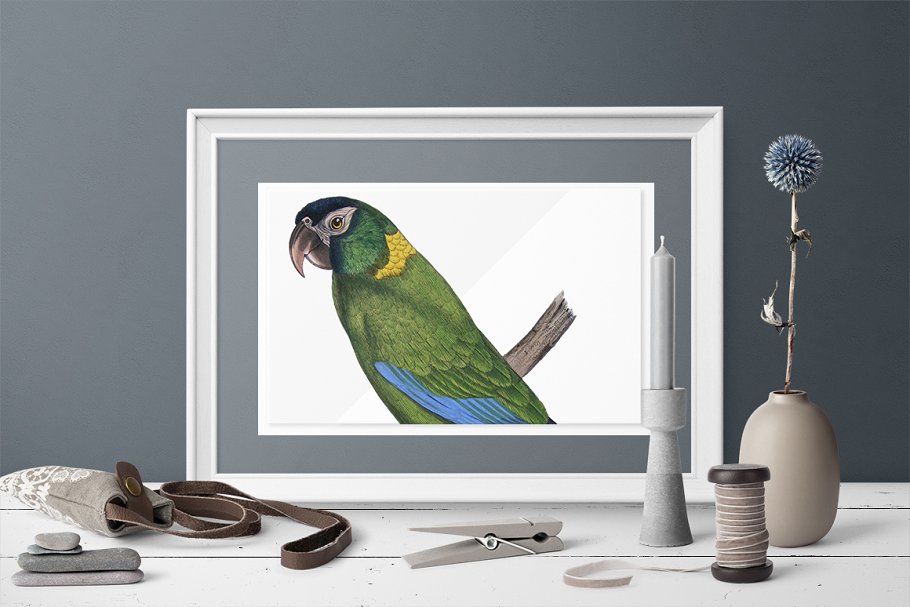 These handpicked parrots have been carefully color corrected to look fresh and new.