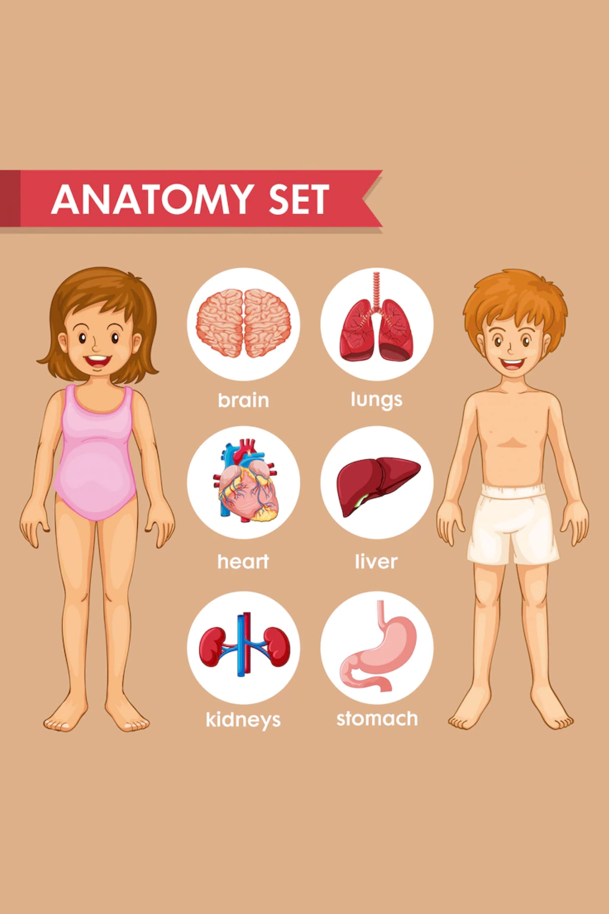 This infographic illustrates human anatomical features.