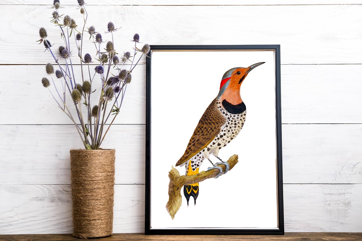 Gold winged woodpecker.