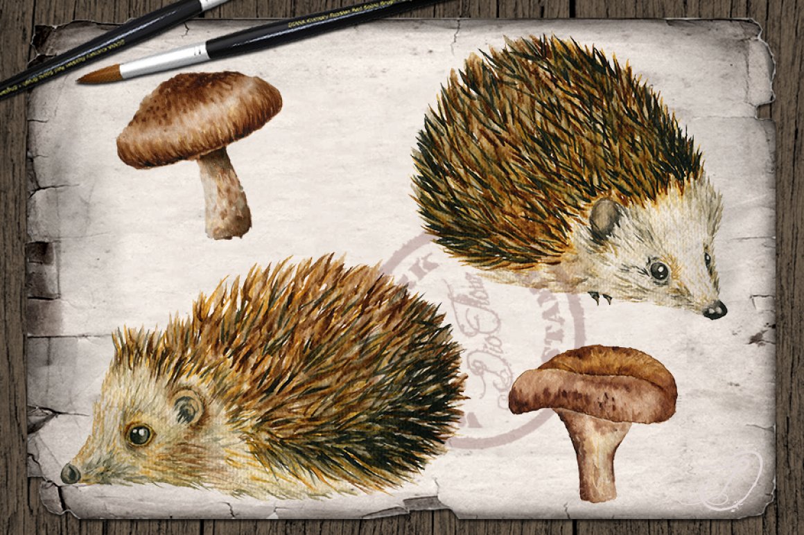 Hedgehogs in a natural.