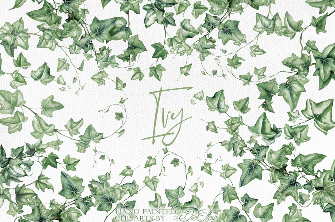 So green ivy background.